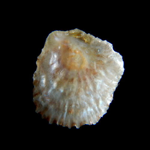 Pododesmus patelliformis