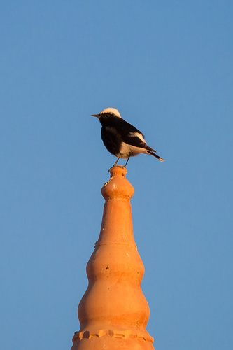 White-crowned Wheatear