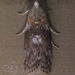 Locust Leafroller Moth - Photo (c) John Ratzlaff, all rights reserved, uploaded by John Ratzlaff