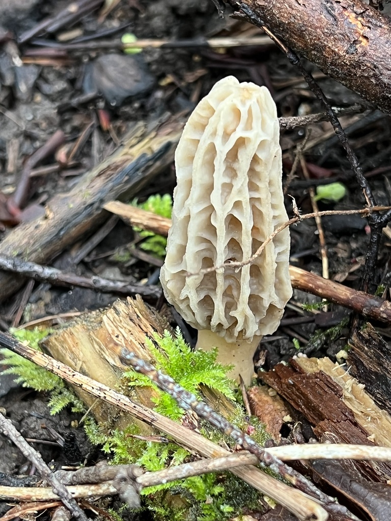 true morels from San Juan Island, Friday Harbor, WA, US on April 05