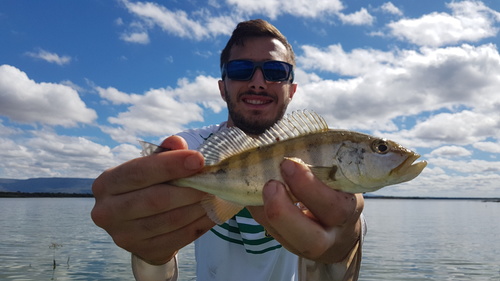 Blue Peacock Bass