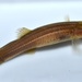 Forbesichthys papilliferus - Photo (c) Kyran Leeker, todos los derechos reservados, subido por Kyran Leeker