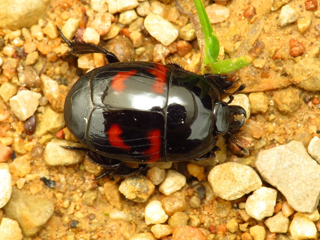 Clown Beetles from Mira de Aire, Portugal on March 26, 2022 at 12:22 PM ...