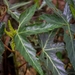 Begonia rufa - Photo (c) Miguel Ângelo Teixeira, todos los derechos reservados, subido por Miguel Ângelo Teixeira