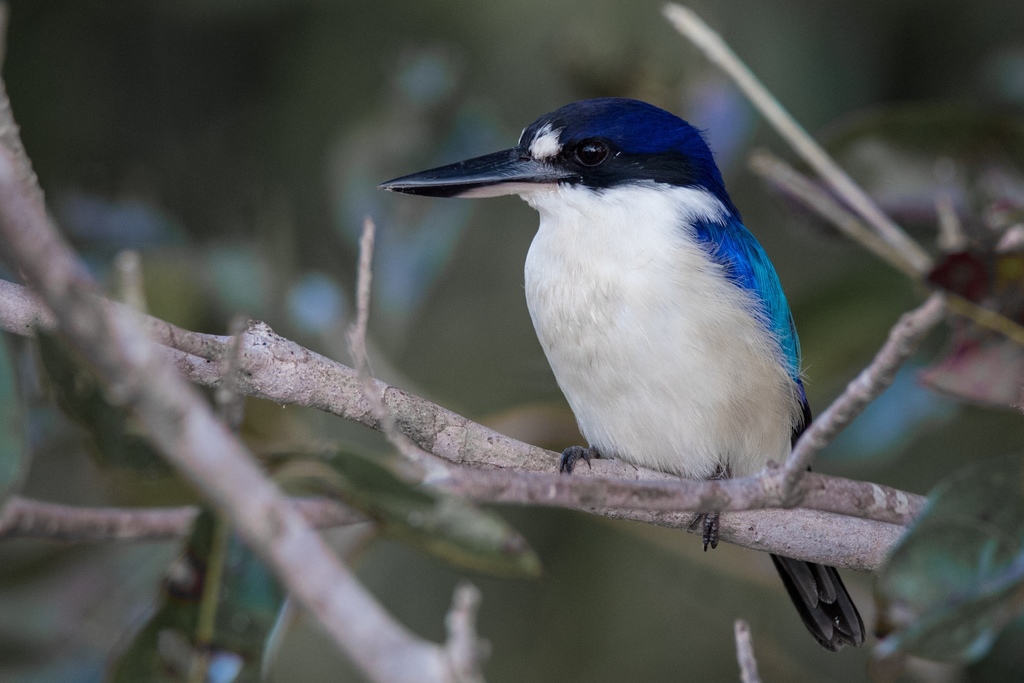 Forest Kingfisher photo
