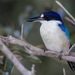 Forest Kingfisher - Photo (c) clbaker85, all rights reserved