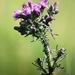 Cirsium palustre - Photo (c) caitlin67, todos los derechos reservados