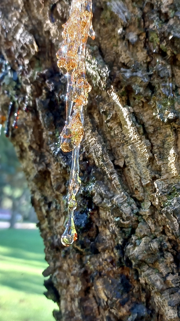 flowering plants from Rangeview, Krugersdorp, 1739, South Africa on