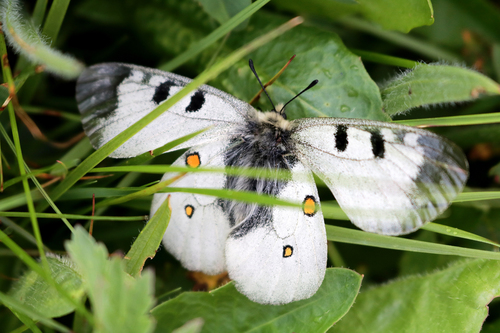 Parnassius nordmanni