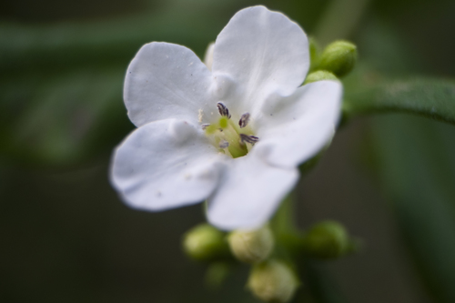 Bourreria hintonii (Bourreria hintonii)