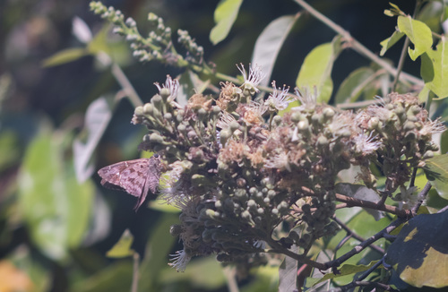 Couepia polyandra (Couepia polyandra)