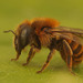 Gold-fringed Mason Bee - Photo (c) Henk Wallays, all rights reserved, uploaded by Henk Wallays
