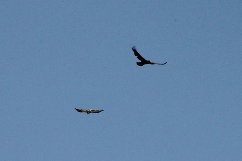 iNaturalist observation photo of Golden Eagle