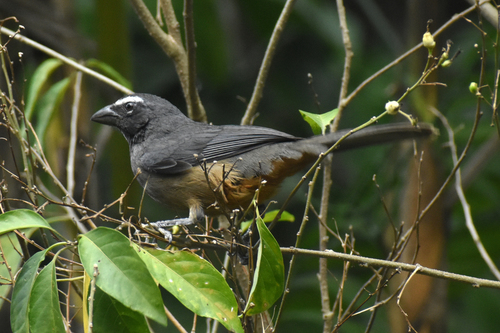 Cinnamon-bellied Saltator