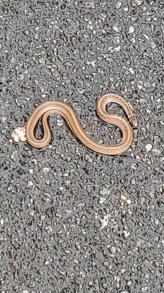 Dekay's Brownsnake from Sagamore Hills, Decatur, GA, USA on April 06, 2022 at 0612 PM by lennix