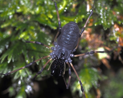 Ischyropsalis nodifera