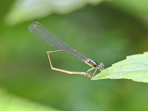 Sangabasis braulitae