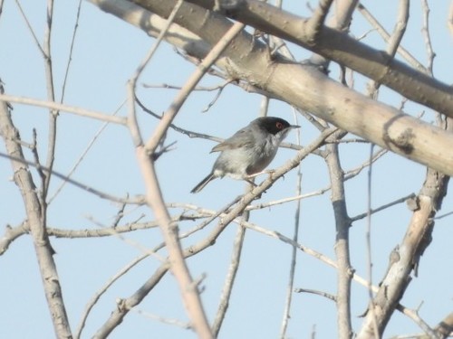 Crnoglava grmuša (Curruca melanocephala)
