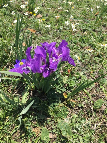 Iris kemaonensis Wall. ex D.Don