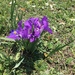 Kumaon Iris - Photo (c) mariavivish, all rights reserved