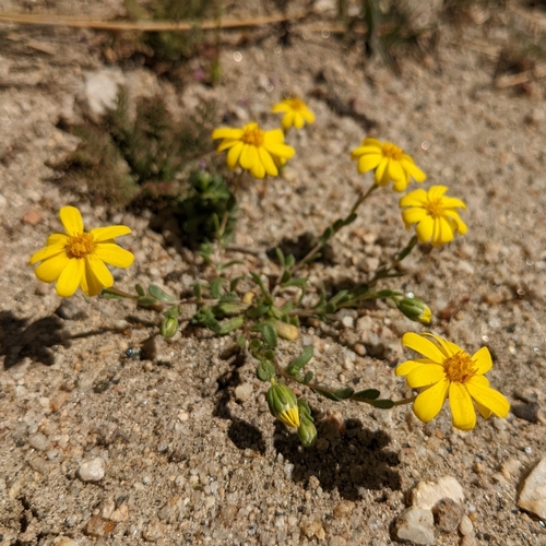 fragile pygmydaisy (Pentachaeta fragilis)