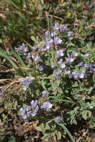 Brewer's Phacelia