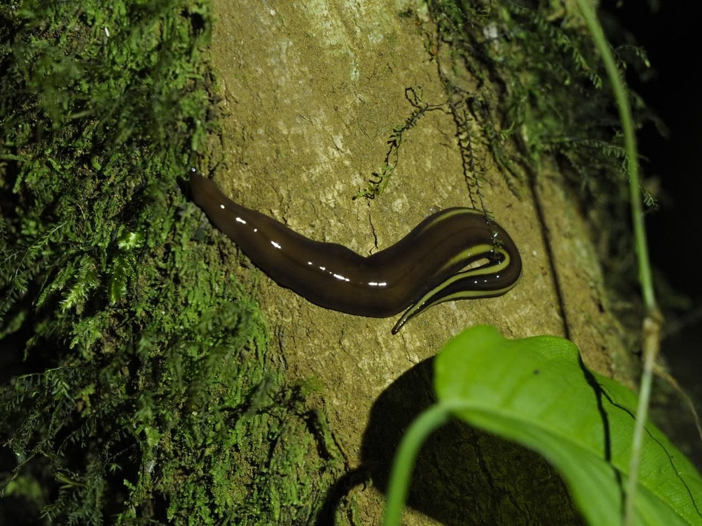 neotropical-land-planarians-from-location-15-217634-90-221705-on