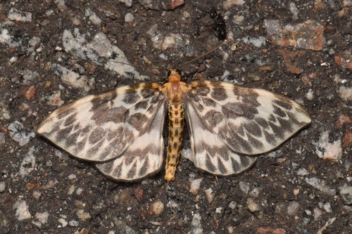 Gandaritis agnes