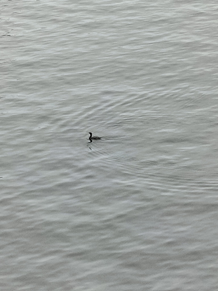 Pelagic Cormorant from King, Washington, United States on April 06