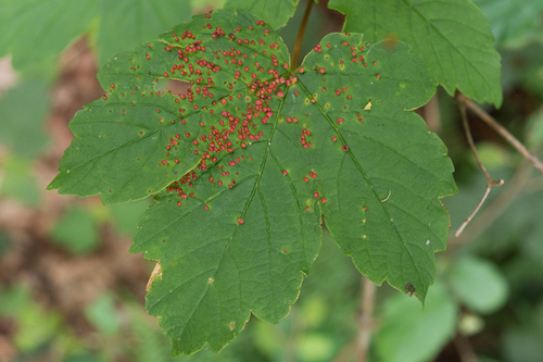 Sycamore Cherry Mite