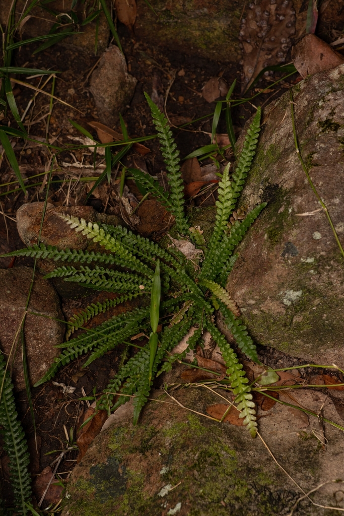 Rasp Ferns from Bellthorpe QLD 4514, Australia on April 2, 2022 at 03: ...