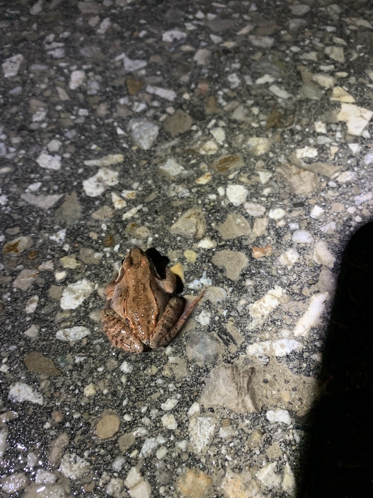 Wood Frog from Concession Rd 4, Puslinch, ON, CA on April 06, 2022 at ...