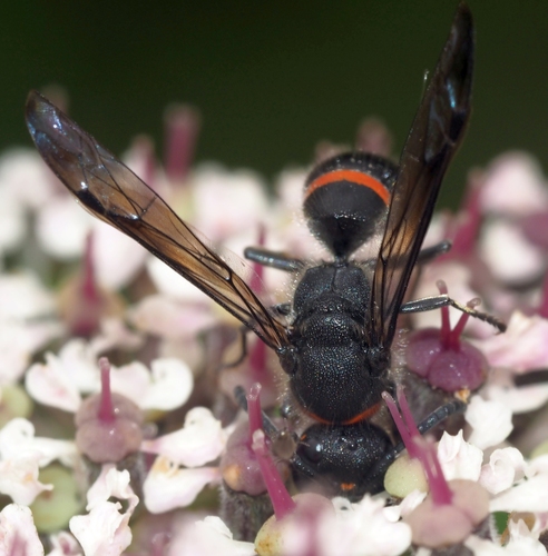 Ancistrocerus madaera