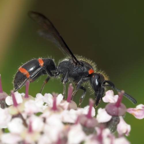 Ancistrocerus madaera