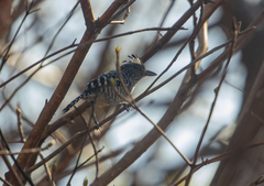 Thamnophilus doliatus image