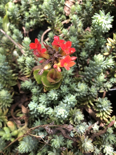 Castilleja tolucensis image