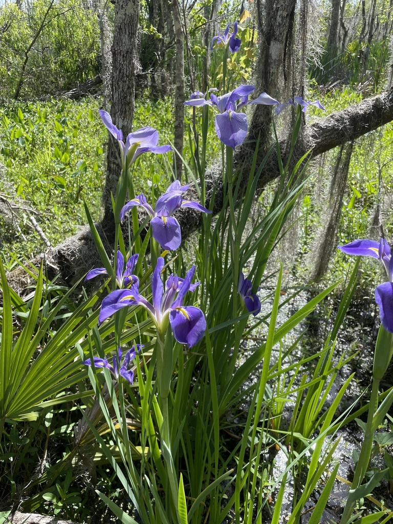 giant blue iris in April 2022 by David IV · iNaturalist