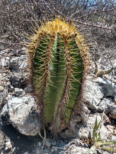 star cactus
