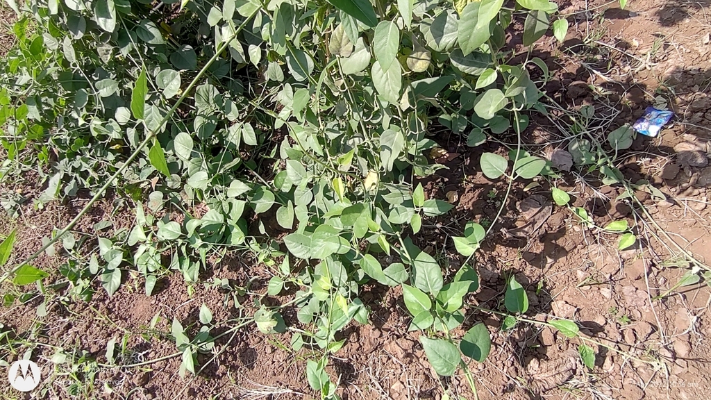 Leptadenia reticulata (Leptadenia reticulata)