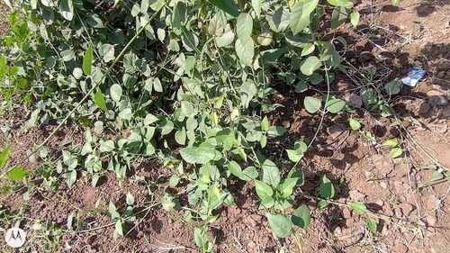 Leptadenia reticulata