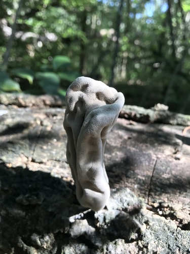 Xylaria poitei