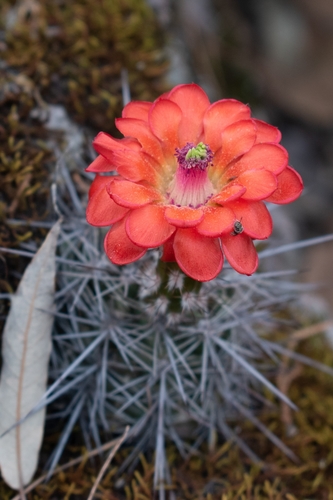 Echinocereus polyacanthus