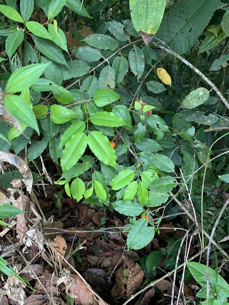 Lacmellea panamensis from Buenos Aires, Puntarenas, CR on April 7, 2022 ...