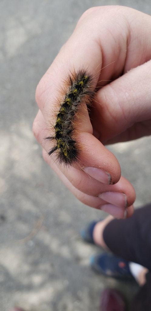 Silver-spotted Tiger Moth from Yosemite Village, Yosemite Valley, CA ...