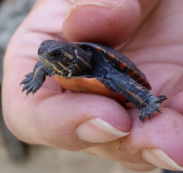 Midland Painted Turtle from 2282–2286 McCrackens Landing Rd, Douro ...