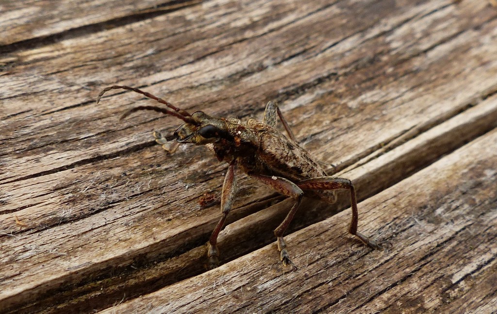 Ribbed Pine Borer in April 2022 by Timm von der Mehden · iNaturalist