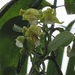 Vanilla arcuata - Photo (c) Palhas, all rights reserved, uploaded by Palhas