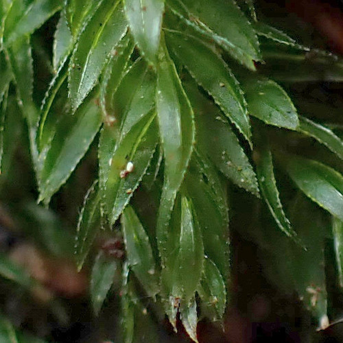 Horn Calcareous Moss