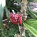Pavonia strictiflora - Photo (c) Jennifer Skinner Briqueleur, todos los derechos reservados, subido por Jennifer Skinner Briqueleur