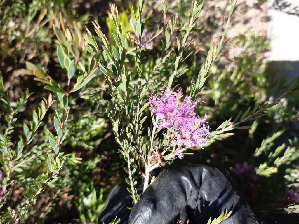thyme honeymyrtle by claudia bibiana · iNaturalist